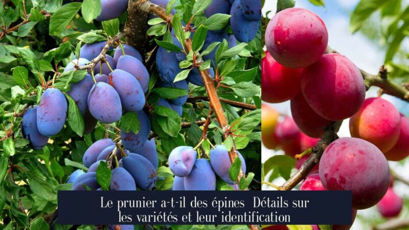 Le prunier a-t-il des épines Détails sur les variétés et leur identification
