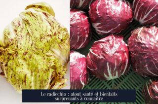 Le radicchio : atout santé et bienfaits surprenants à connaître