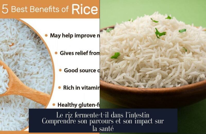 Le riz fermente-t-il dans l'intestin Comprendre son parcours et son impact sur la santé
