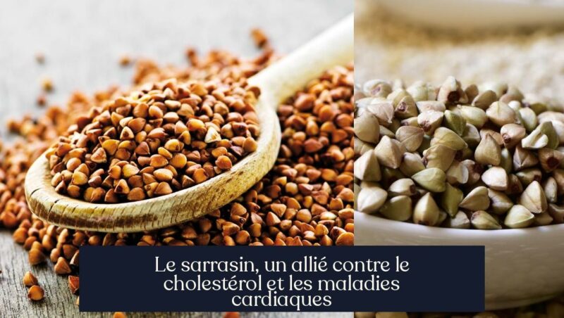 Le sarrasin, un allié contre le cholestérol et les maladies cardiaques