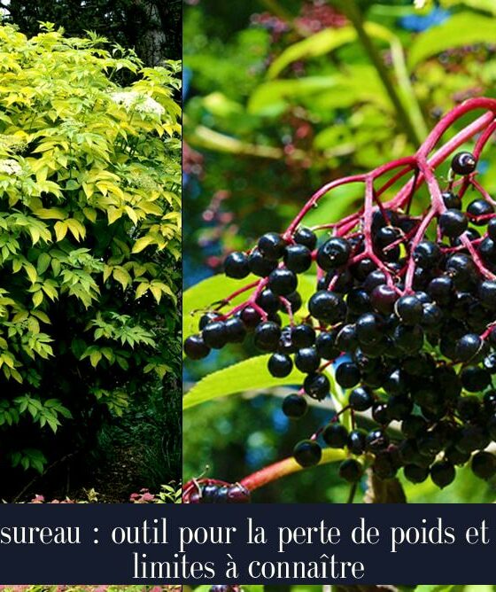 Le sureau : outil pour la perte de poids et ses limites à connaître