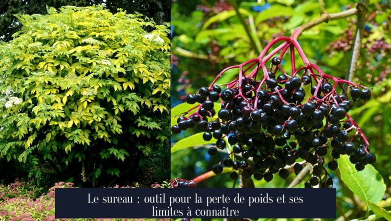 Le sureau : outil pour la perte de poids et ses limites à connaître