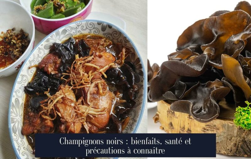 Champignons noirs : bienfaits, santé et précautions à connaître