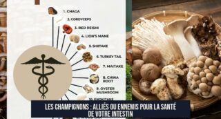 Les champignons : alliés ou ennemis pour la santé de votre intestin