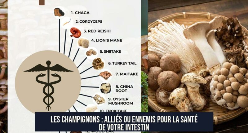Les champignons : alliés ou ennemis pour la santé de votre intestin