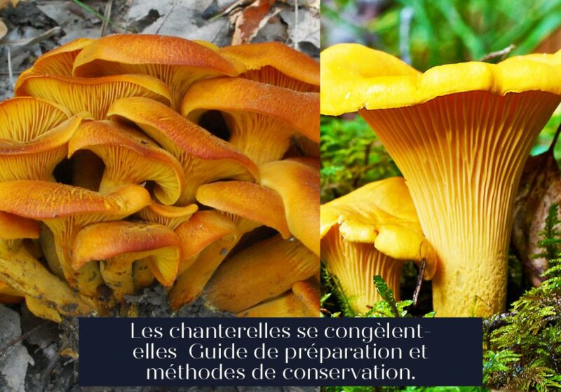 Les chanterelles se congèlent-elles Guide de préparation et méthodes de conservation.
