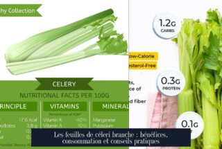 Les feuilles de céleri branche : bénéfices, consommation et conseils pratiques