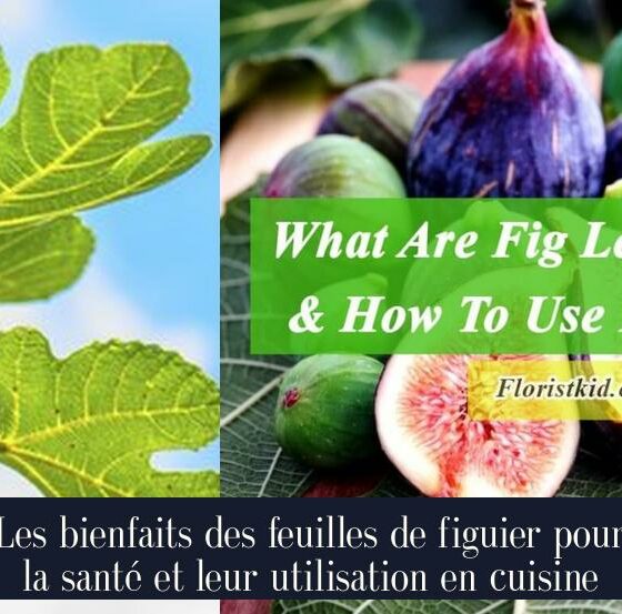 Les bienfaits des feuilles de figuier pour la santé et leur utilisation en cuisine