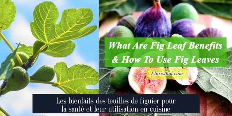 Les bienfaits des feuilles de figuier pour la santé et leur utilisation en cuisine