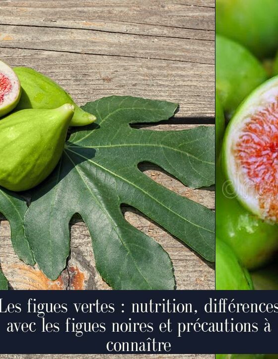 Les figues vertes : nutrition, différences avec les figues noires et précautions à connaître