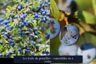 Les fruits du prunellier : comestibles ou à éviter