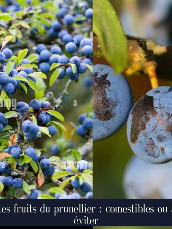Les fruits du prunellier : comestibles ou à éviter