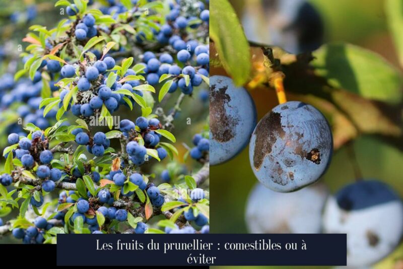 Les fruits du prunellier : comestibles ou à éviter