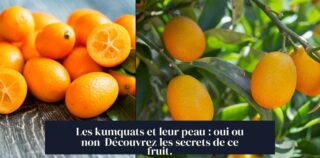 Les kumquats et leur peau : oui ou non Découvrez les secrets de ce fruit.