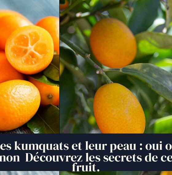 Les kumquats et leur peau : oui ou non Découvrez les secrets de ce fruit.