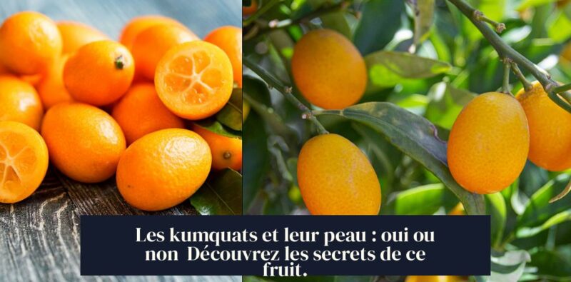 Les kumquats et leur peau : oui ou non Découvrez les secrets de ce fruit.