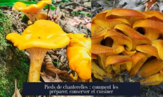 Pieds de chanterelles : comment les préparer, conserver et cuisiner