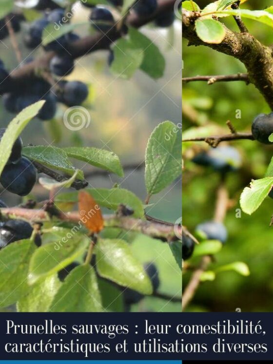 Prunelles sauvages : leur comestibilité, caractéristiques et utilisations diverses