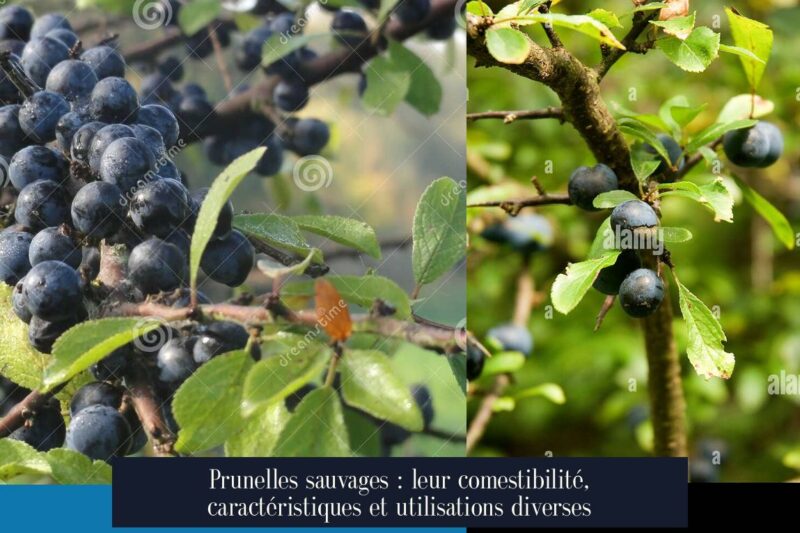 Prunelles sauvages : leur comestibilité, caractéristiques et utilisations diverses