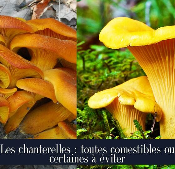 Les chanterelles : toutes comestibles ou certaines à éviter