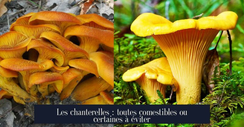 Les chanterelles : toutes comestibles ou certaines à éviter