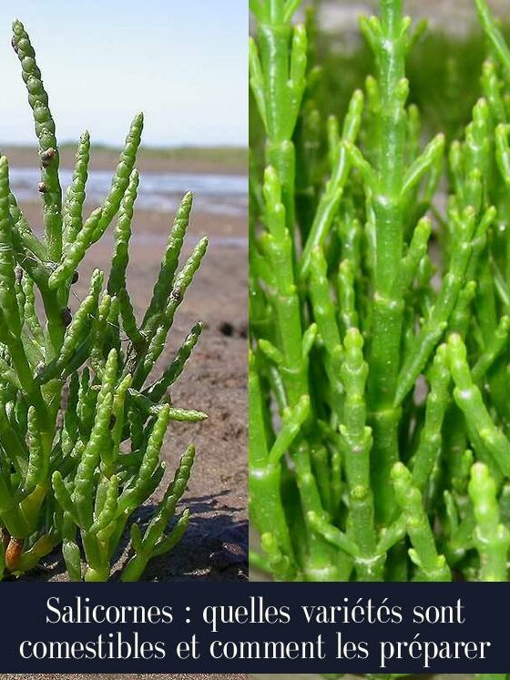 Salicornes : quelles variétés sont comestibles et comment les préparer
