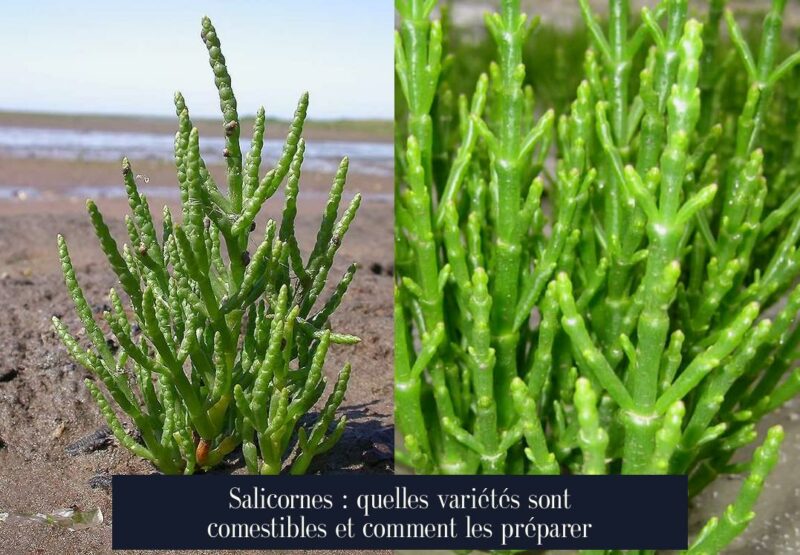 Salicornes : quelles variétés sont comestibles et comment les préparer