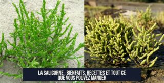 La salicorne : bienfaits, recettes et tout ce que vous pouvez manger