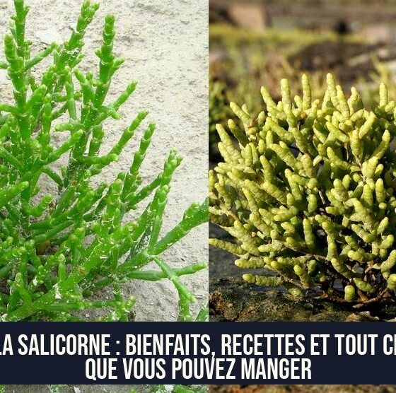 La salicorne : bienfaits, recettes et tout ce que vous pouvez manger