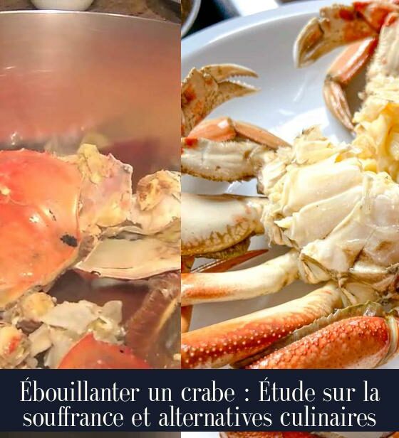 Ébouillanter un crabe : Étude sur la souffrance et alternatives culinaires
