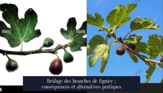 Brûlage des branches de figuier : conséquences et alternatives pratiques