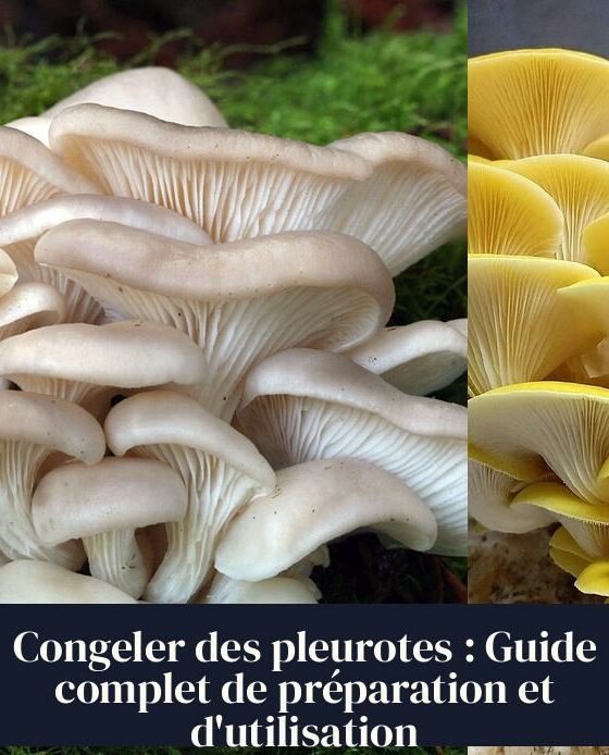 Congeler des pleurotes : Guide complet de préparation et d'utilisation