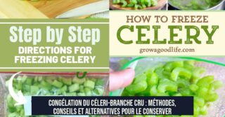 Congélation du céleri-branche cru : méthodes, conseils et alternatives pour le conserver