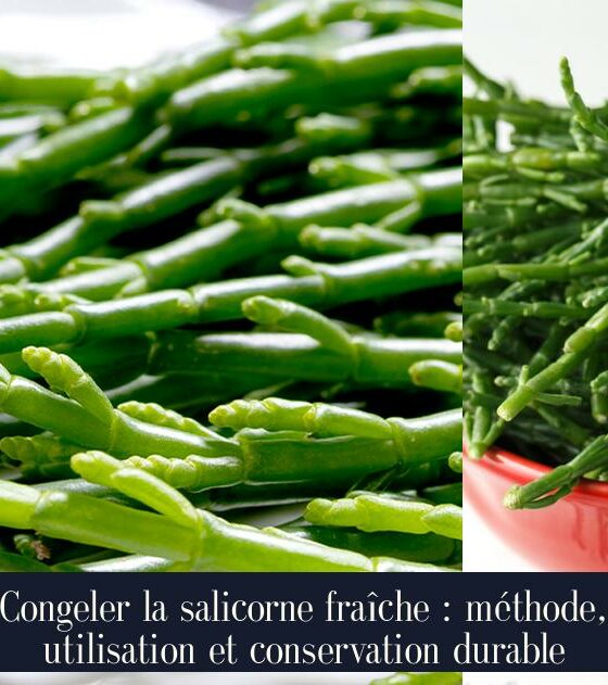 Congeler la salicorne fraîche : méthode, utilisation et conservation durable