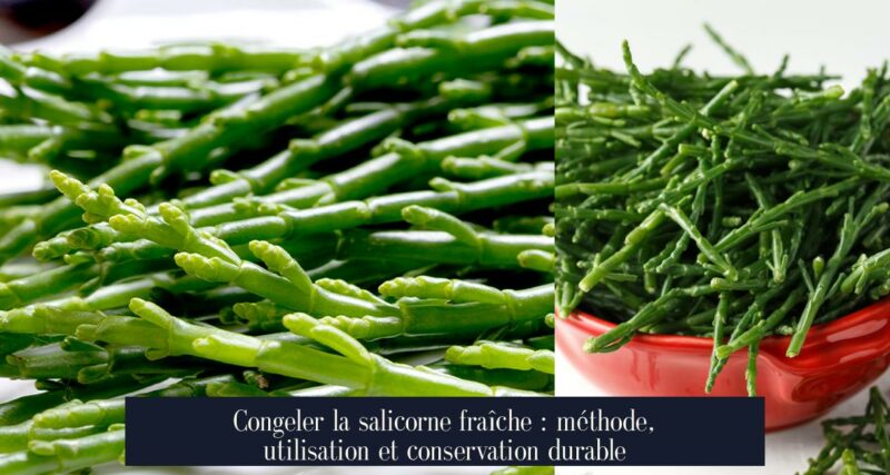 Congeler la salicorne fraîche : méthode, utilisation et conservation durable