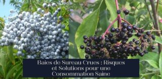 Baies de Sureau Crues : Risques et Solutions pour une Consommation Saine