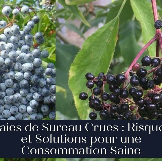 Baies de Sureau Crues : Risques et Solutions pour une Consommation Saine