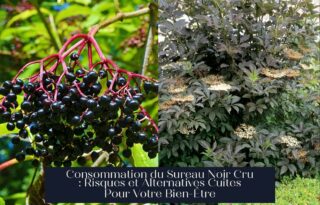 Consommation du Sureau Noir Cru : Risques et Alternatives Cuites Pour Votre Bien-Être