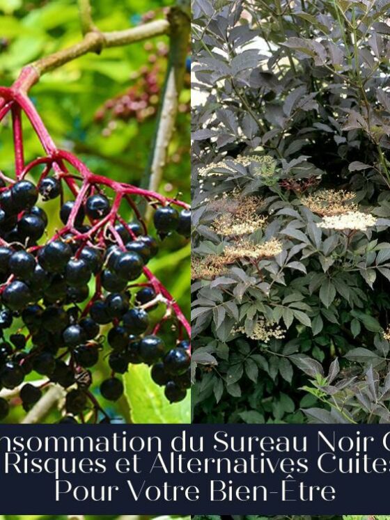 Consommation du Sureau Noir Cru : Risques et Alternatives Cuites Pour Votre Bien-Être