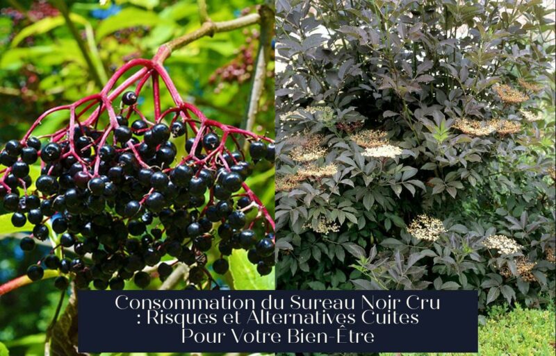 Consommation du Sureau Noir Cru : Risques et Alternatives Cuites Pour Votre Bien-Être