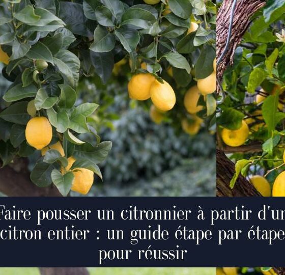 Faire pousser un citronnier à partir d'un citron entier : un guide étape par étape pour réussir
