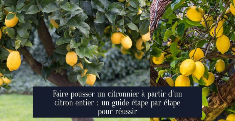 Faire pousser un citronnier à partir d'un citron entier : un guide étape par étape pour réussir