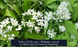 Sécher l'ail des ours : Méthodes, conseils et astuces pour le conserver longtemps