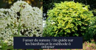 Fumer du sureau : Un guide sur les bienfaits et la méthode à adopter