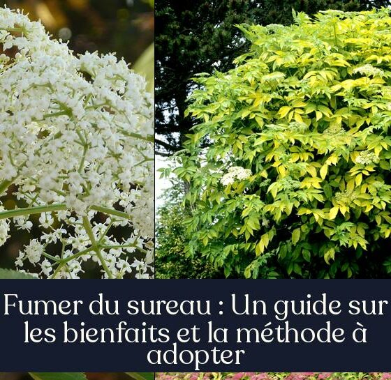 Fumer du sureau : Un guide sur les bienfaits et la méthode à adopter
