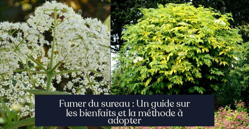 Fumer du sureau : Un guide sur les bienfaits et la méthode à adopter