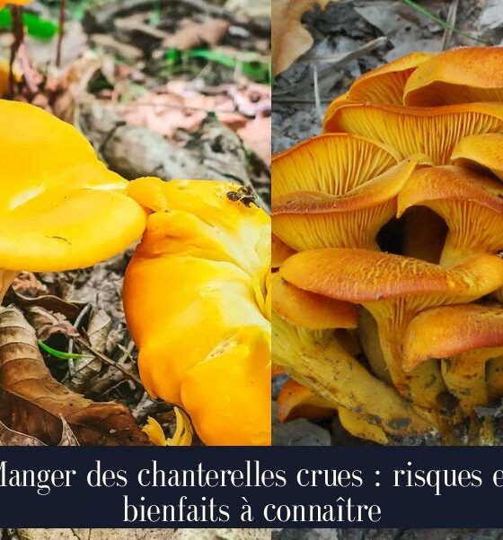 Manger des chanterelles crues : risques et bienfaits à connaître