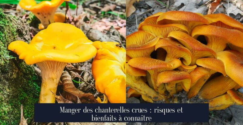 Manger des chanterelles crues : risques et bienfaits à connaître