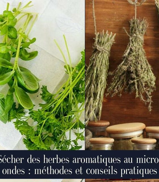 Sécher des herbes aromatiques au micro-ondes : méthodes et conseils pratiques
