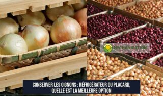 Conserver les oignons : réfrigérateur ou placard, quelle est la meilleure option
